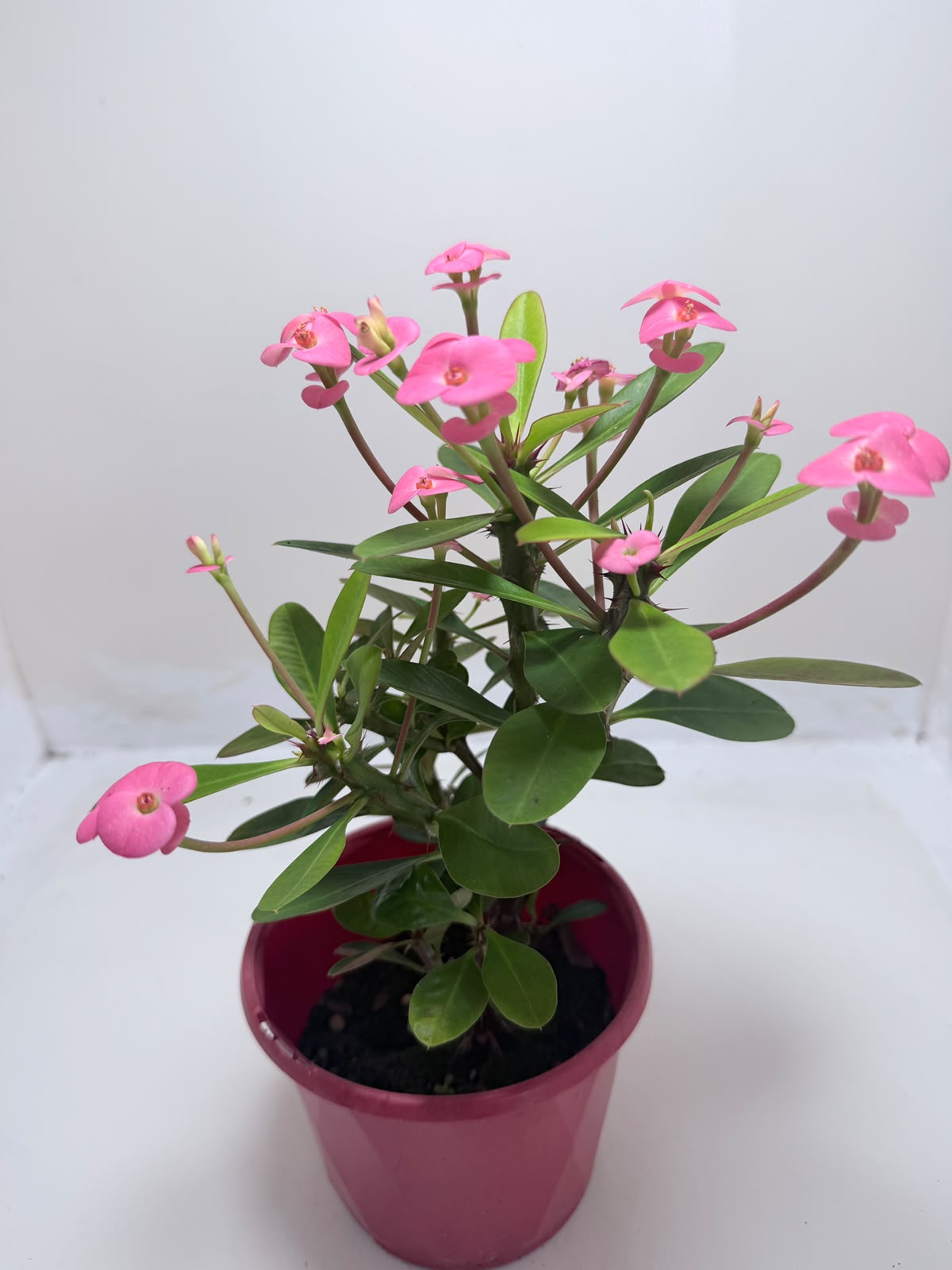 Buy Euphorbia Milii #345 | Twin Flowering Succulent