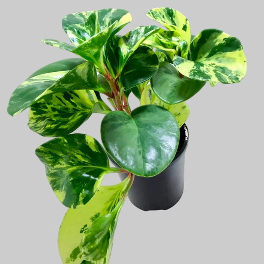 Peperomia obtusifolia Marble | Indoor Plant Australia