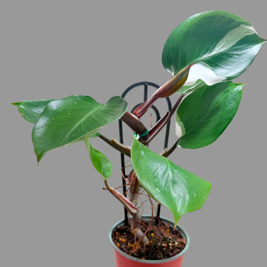 Buy Philodendron White Knight | Variegated Houseplant