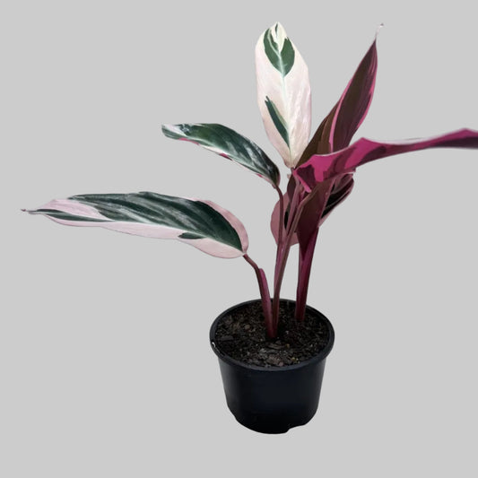 Stromanthe Tri Colour | Statement Indoor Plant