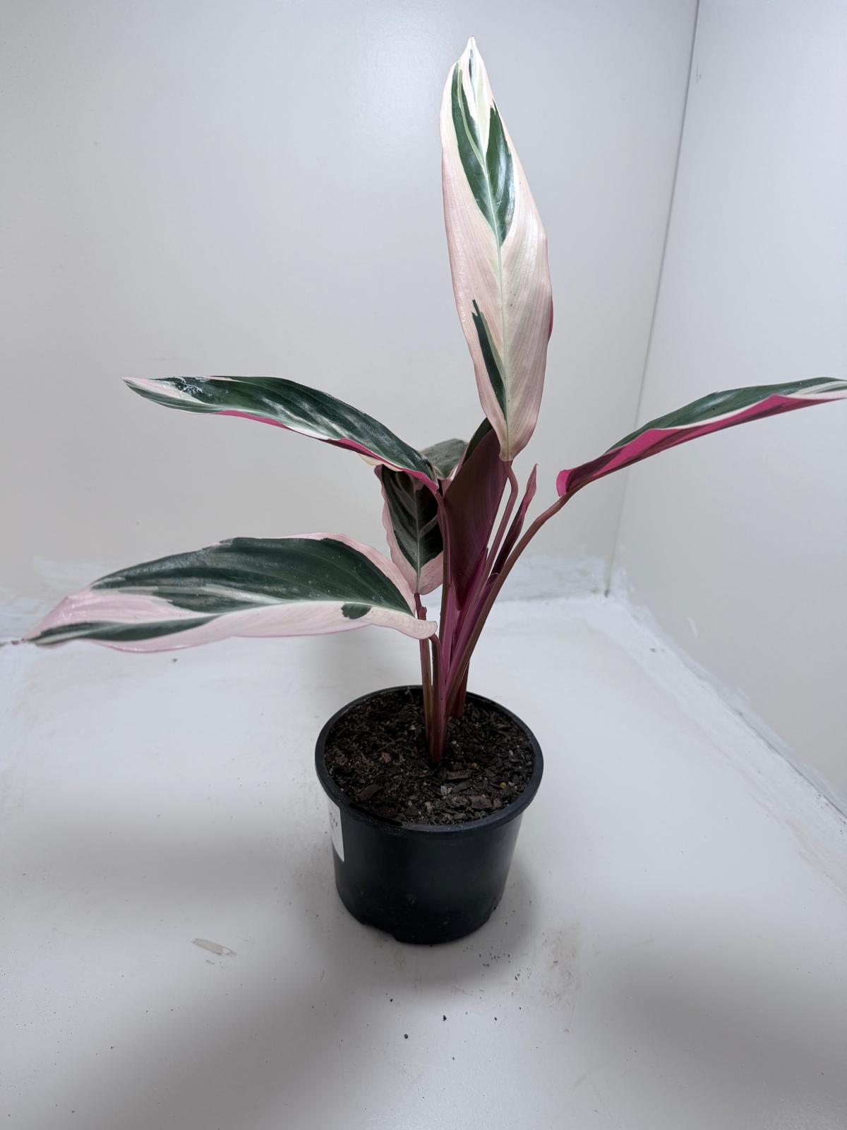 Stromanthe Tri Colour | Statement Indoor Plant