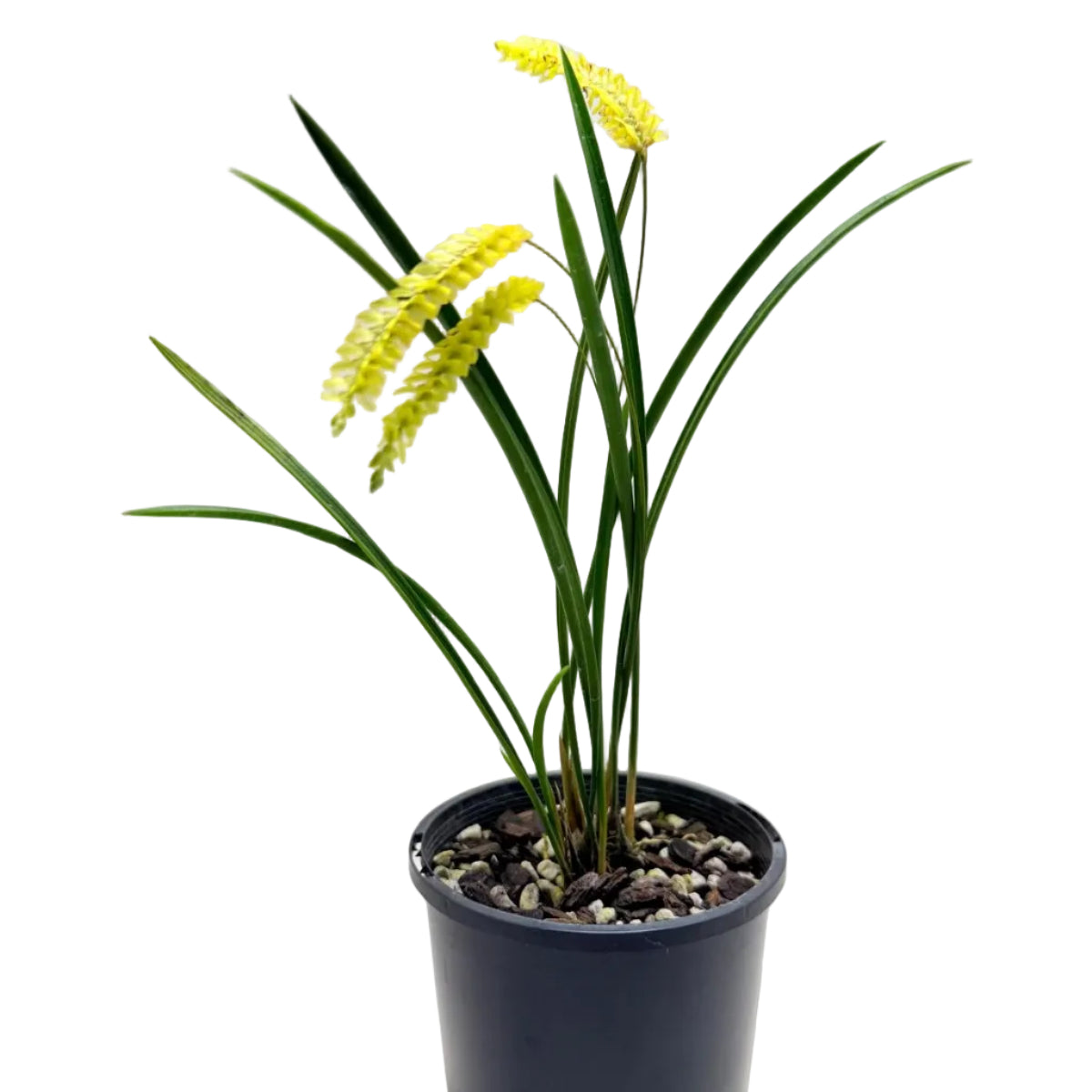 Dendrochilum javierense Yellow | Orchid Plant