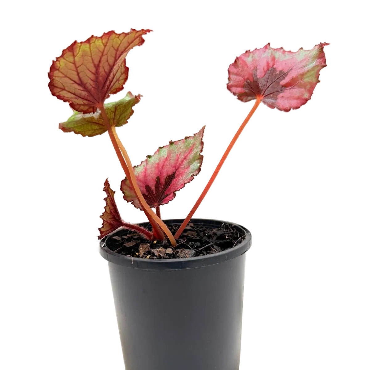 Buy Begonia T-Rex Kotobuki | Colourful Indoor Plant