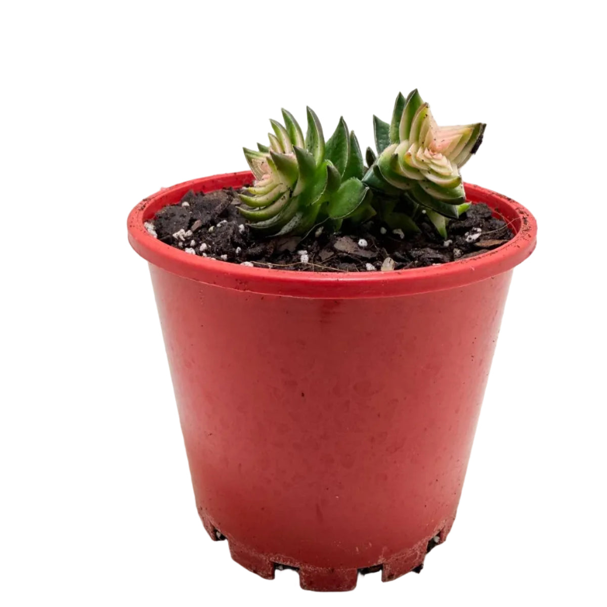 Buy Crassula perforata 'White Variegated' | Variegated Succulent