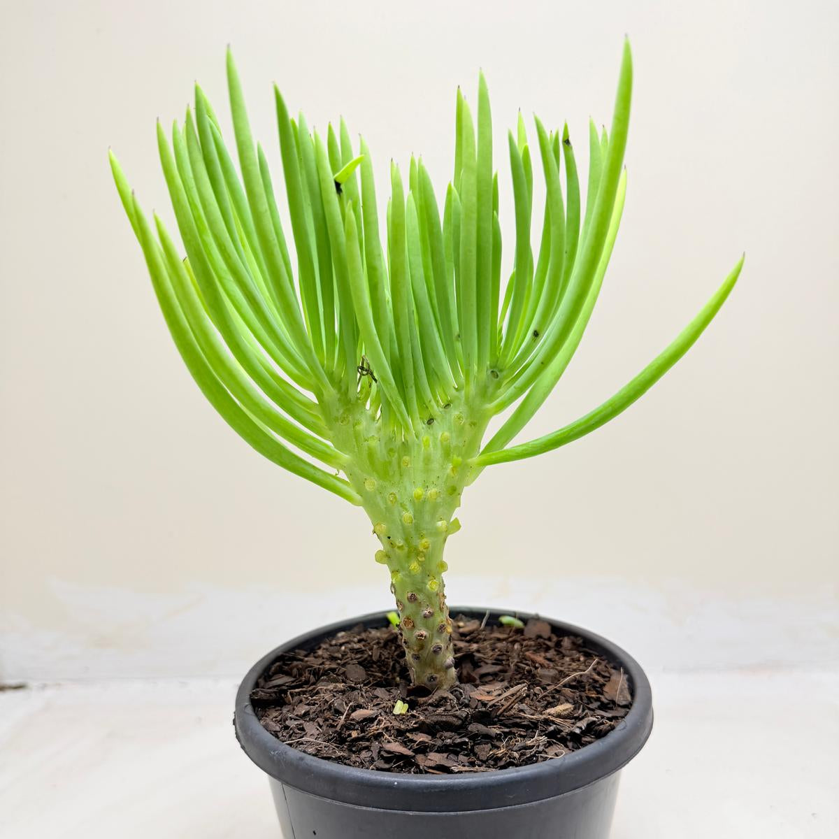 Mermaid Tail : Crested Senecio Talinoides - Narrow Leaf Chalk Stick #1003