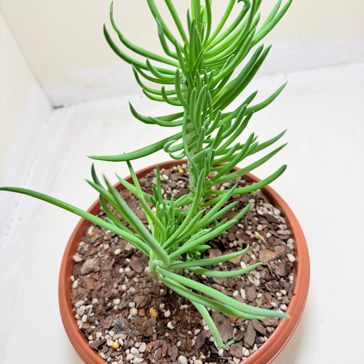 Mermaid Tail : Crested Senecio Talinoides - Narrow Leaf Chalk Stick #203