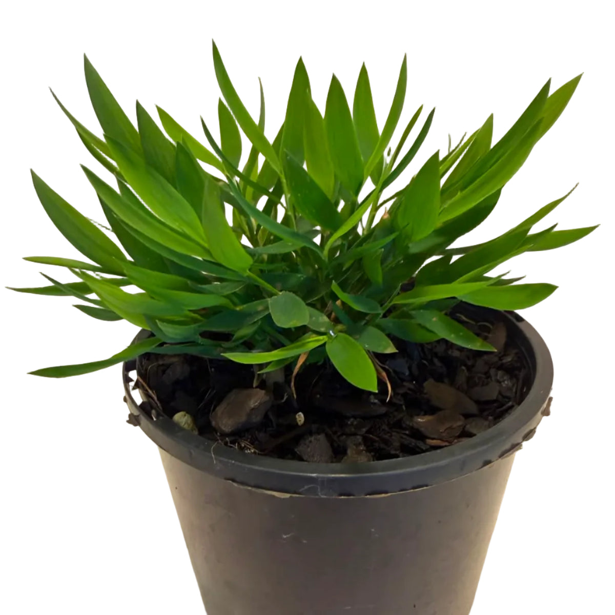 Baby Bamboo 'Ceylona' | Compact Indoor Bamboo Plant