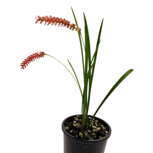 Dendrochilum Wenzelii 'Red' | Orchid Plant