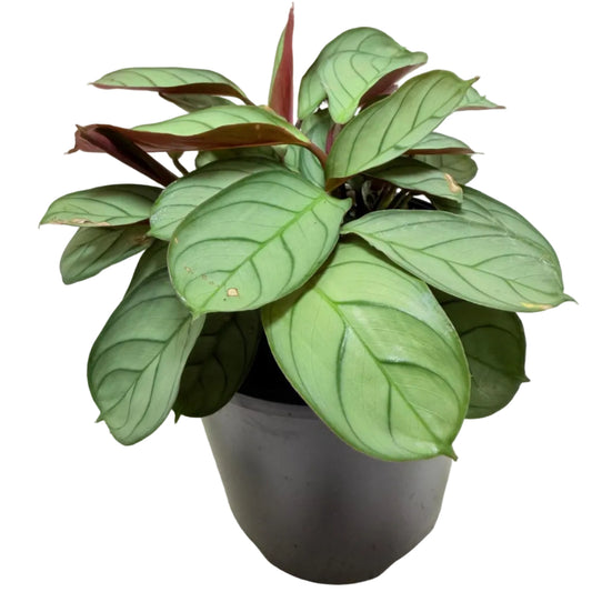 Ctenanthe 'Amagris' |Decorative Foliage Plant