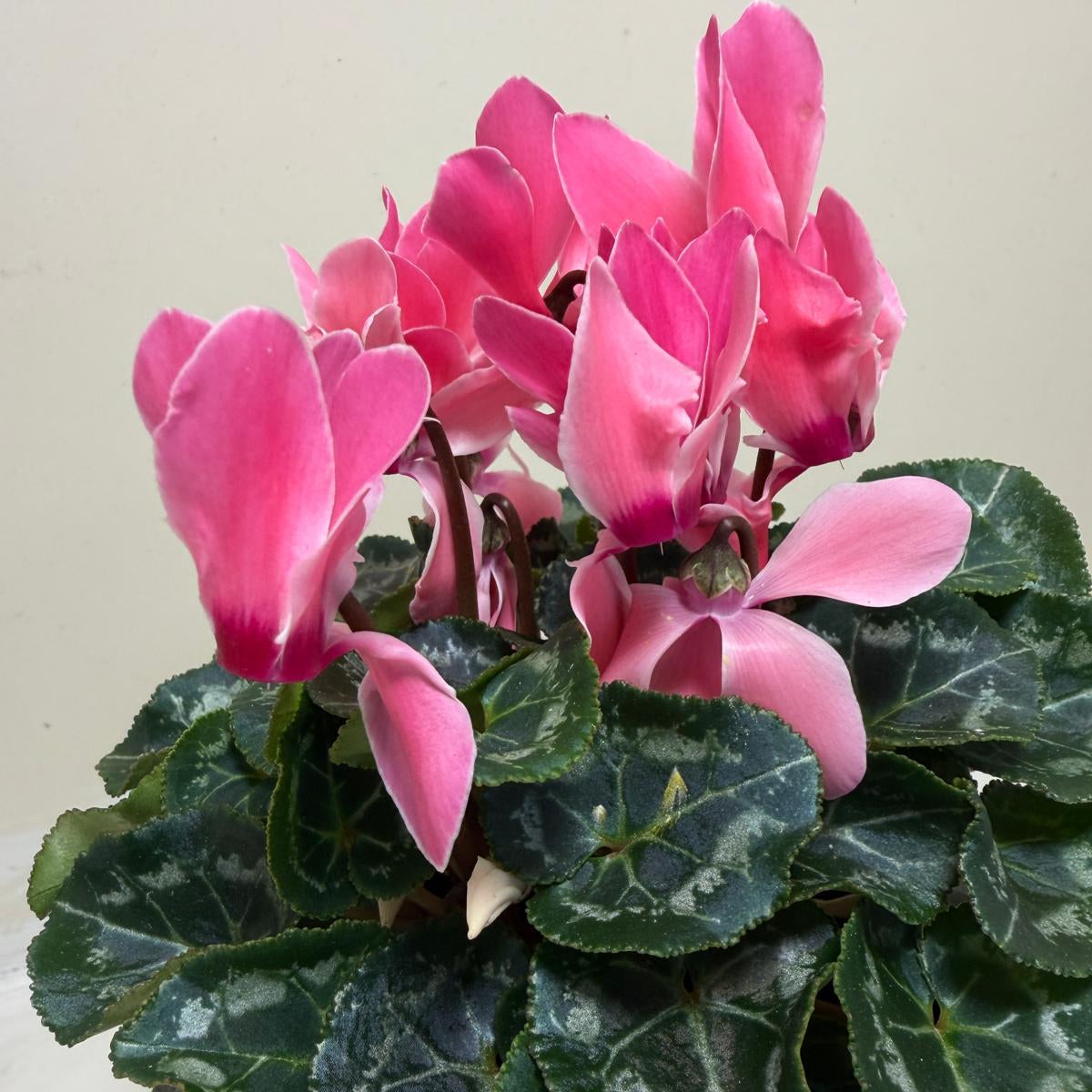 Cyclamen Pink | Beautiful Pink Flowering Indoor Plant|190mm