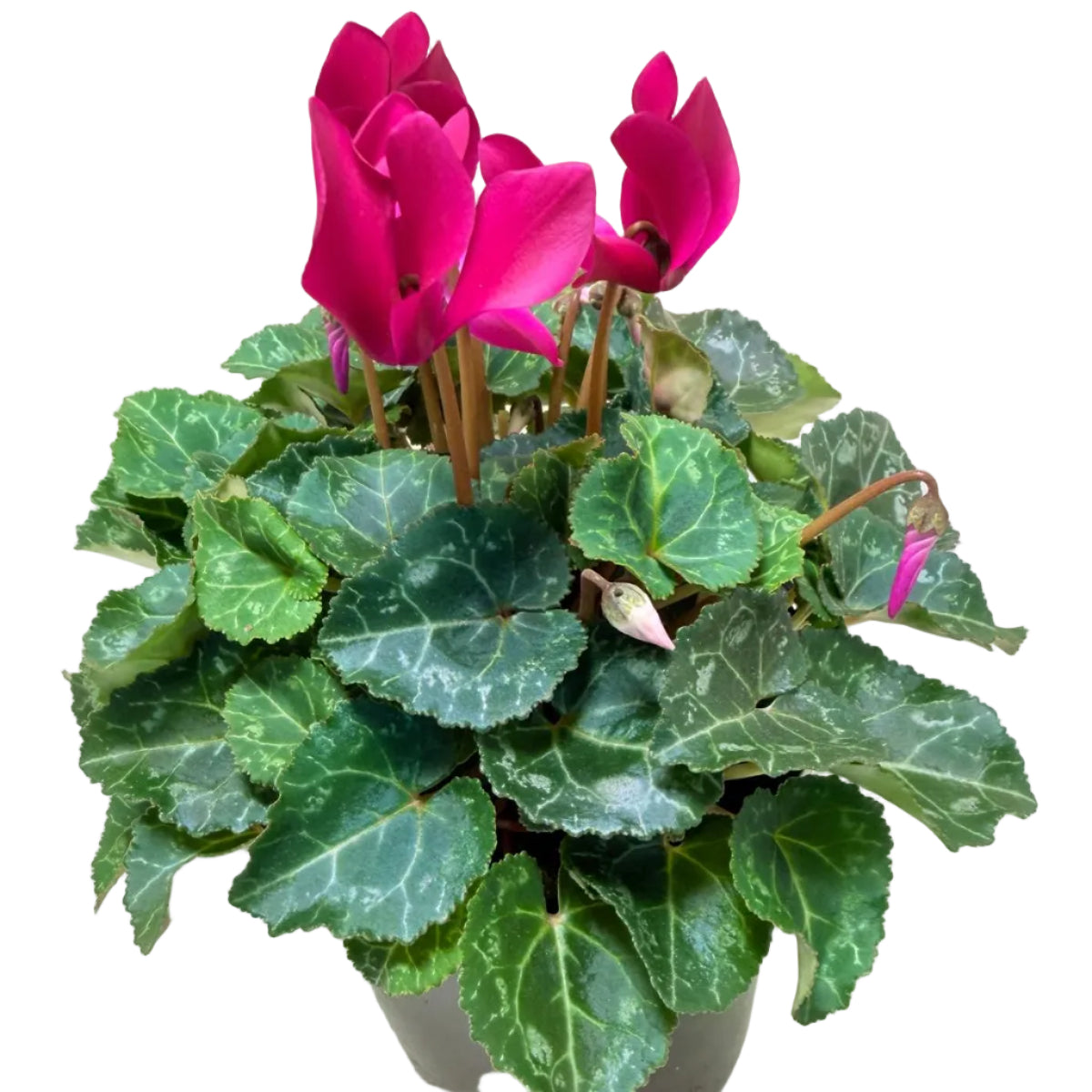 Cyclamen Purple | Purple Flowering Plant Australia