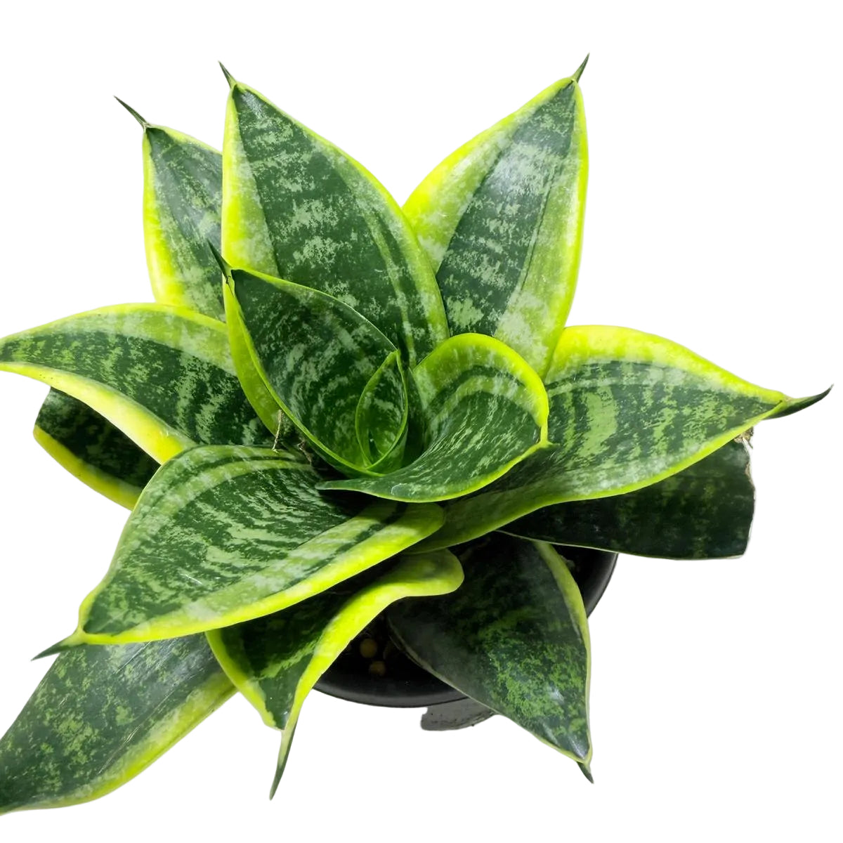 Senserveria Lotus Hahnii | Bird’s Nest Snake Plant Australia