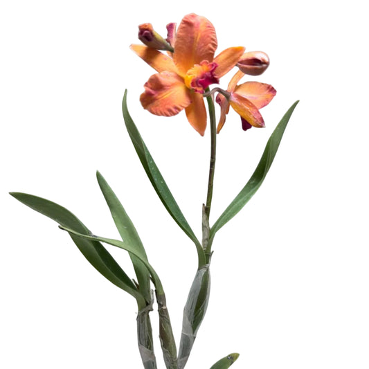 Cattleya Orchid 'Topaz Sunstone' (Ctt. Fire Gem) – Flowering Orchid | 140mm Pot
