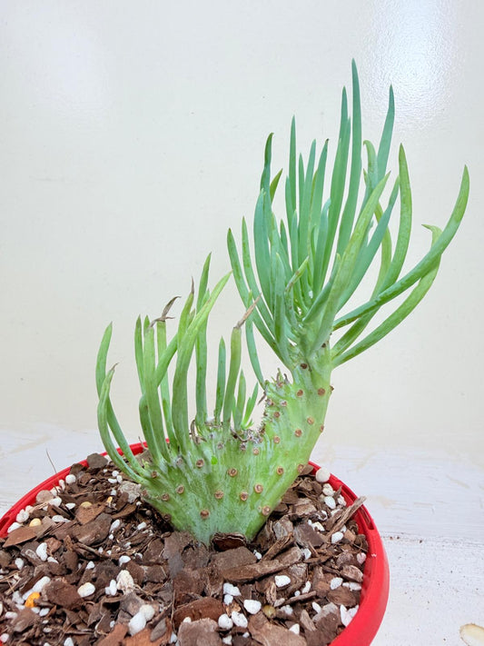 Mermaid Tail : Crested Senecio Talinoides - Narrow Leaf Chalk Stick #410