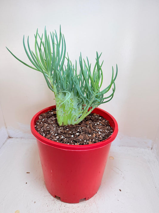 Senecio Talinoides Mermaids Tail #401