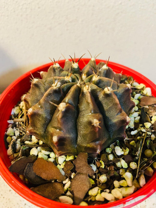 Gymnocalycium #27