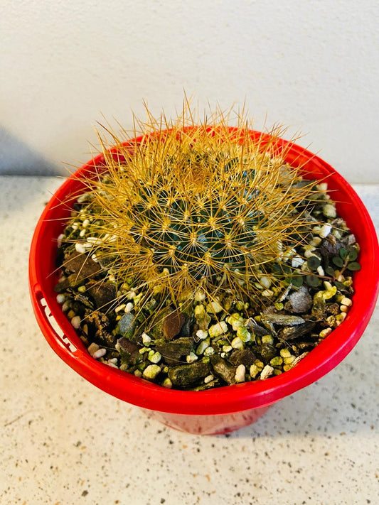 Cacti- Rebutia #101