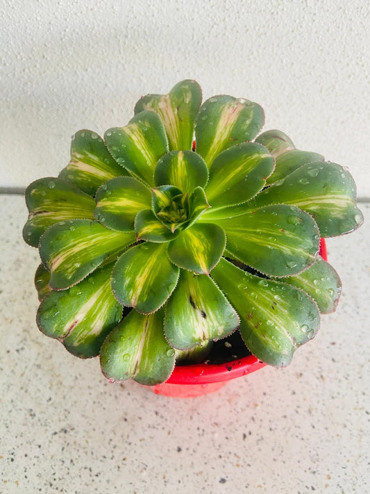 Aeonium Moonburst-130mm