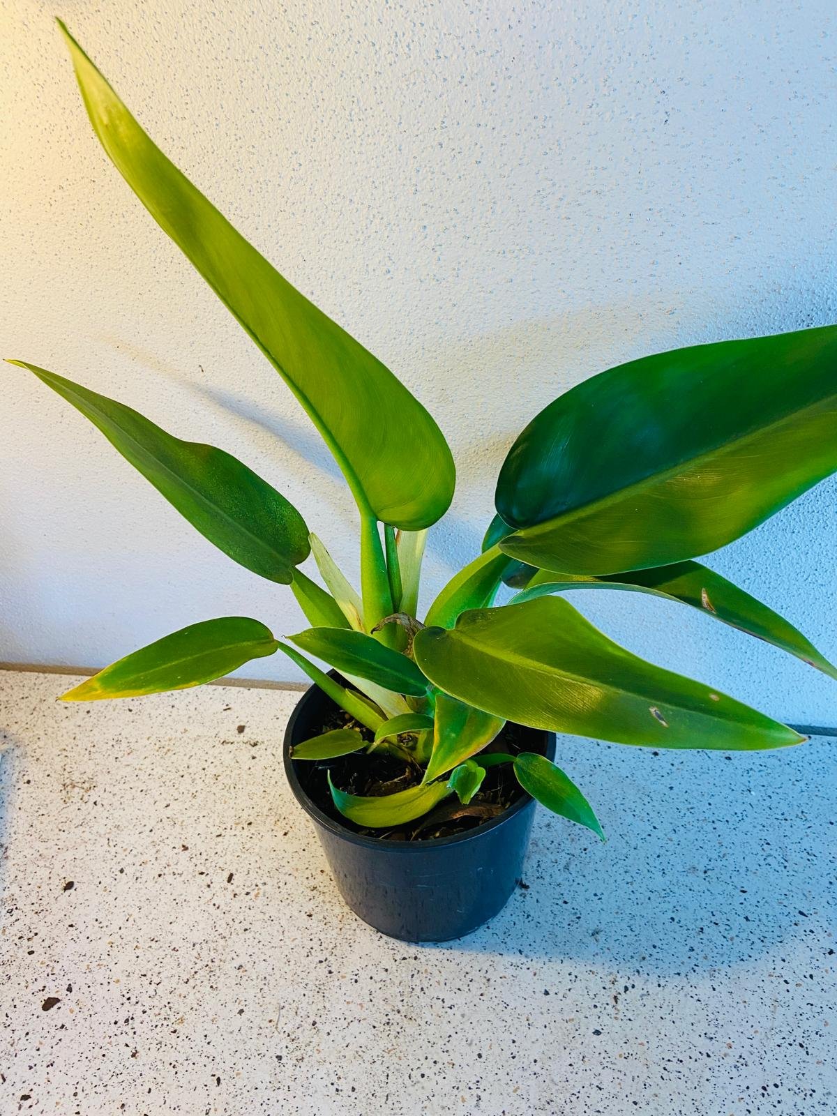 Philodendron Martianum 190mm