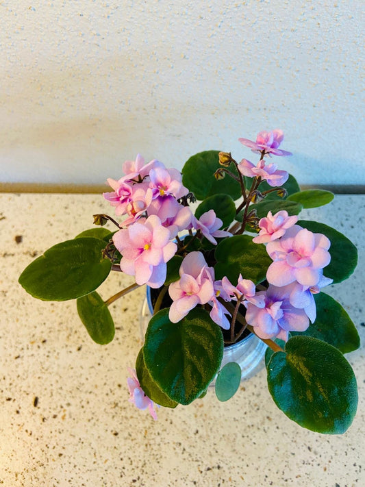 Miniature African Violet - Rose Quartz 50mm