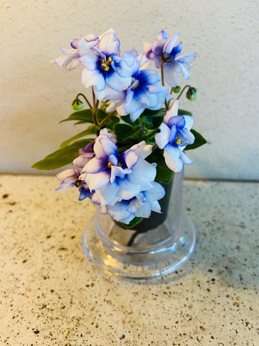 Miniature African Violet - Rob's Loose Noodle 50mm