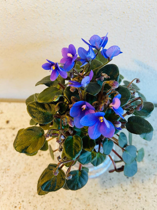 Miniature African Violet Optomara Little Sapphire 50mm