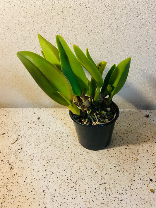 Shinfong Little Sun X Dals Nugget 80mm