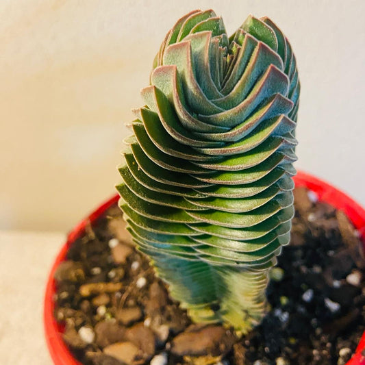 Crassula Buddha's Temple 100mm