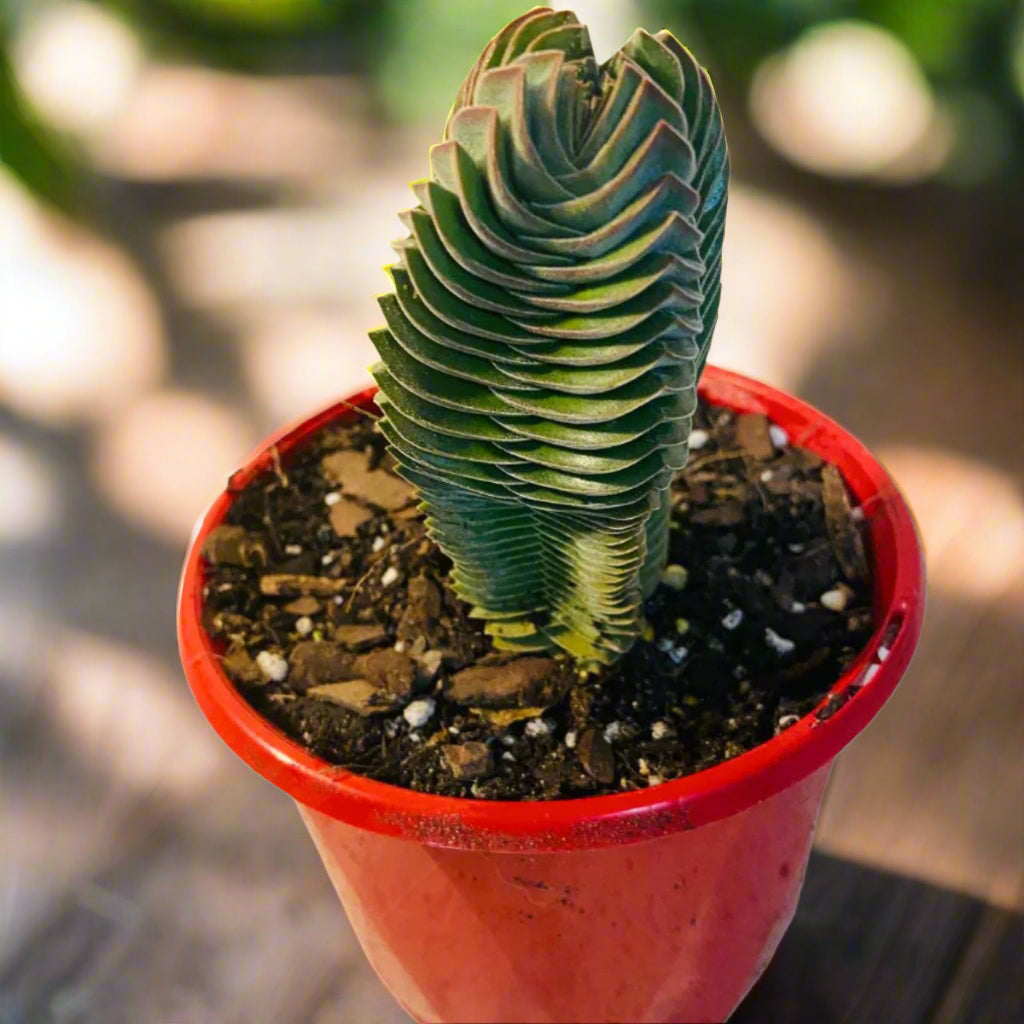 temple succulent Crassula 'Buddha's Temple'