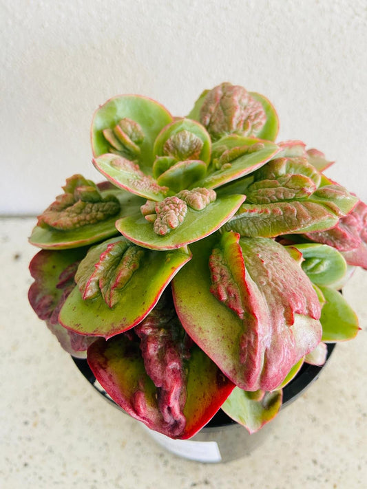 Echeveria Baron Bold 130mm