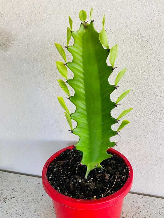 Euphorbia Antiquorum Hybrid
