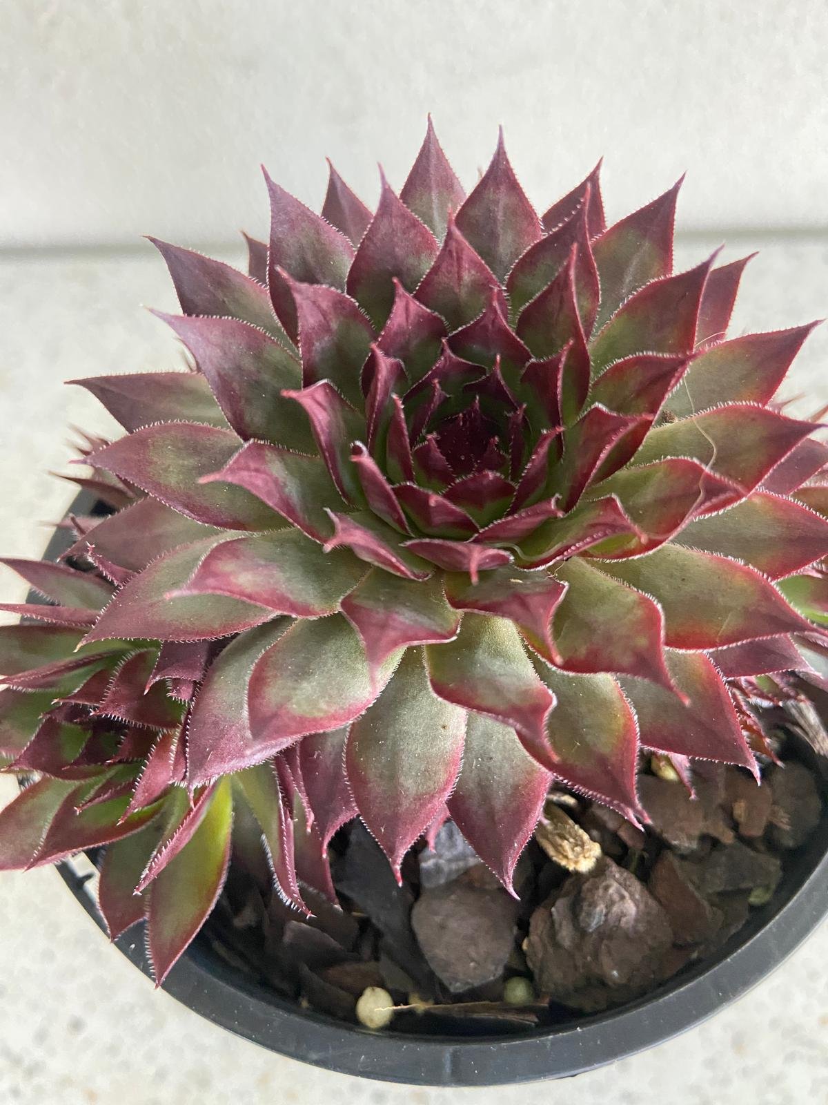 little ruby plant indoor Buy Sempervivum 'Little Ruby'