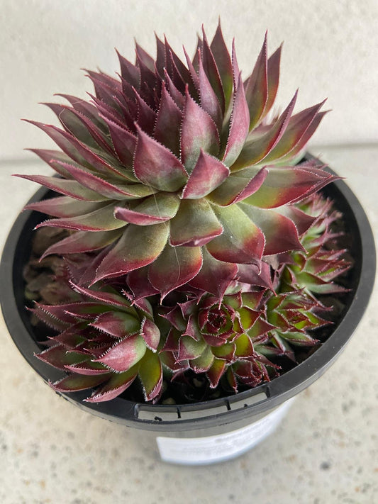 Sempervivum Tectorum Little Ruby 130mm