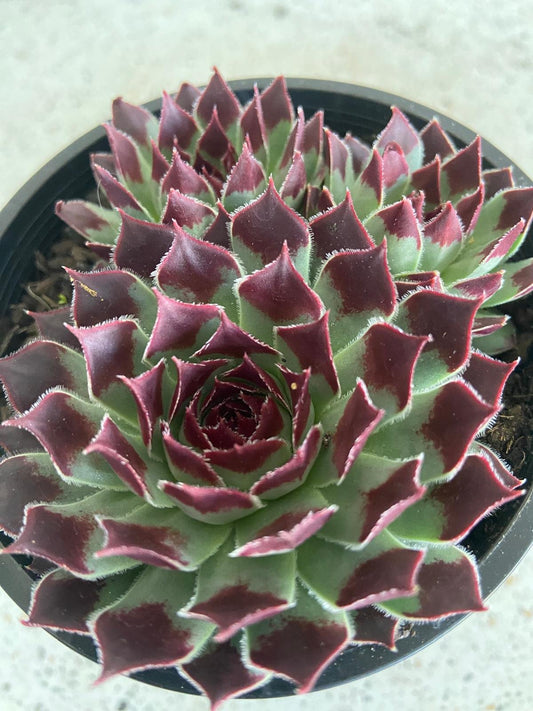 Sempervivum Calcareum 'Sir William-Lawrence'