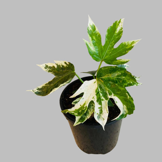 Fatsia Japonica