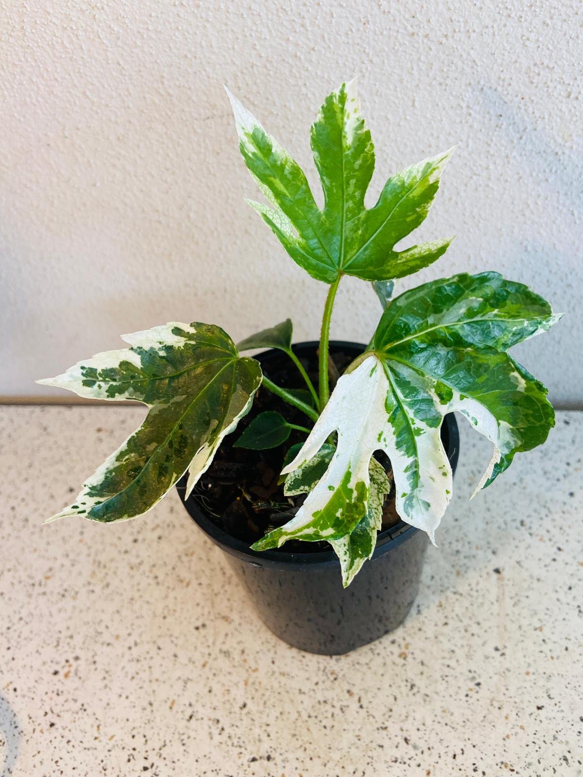 Fatsia Japonica 130mm