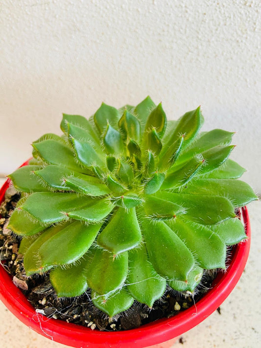 Echeveria Setosa V Ciliata