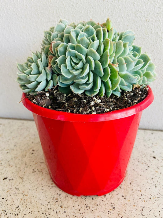 Echeveria Potosina Crested