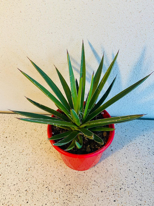 Agave Blue Glow Narrow Leaf— Sculptural Beauty for Modern Gardens