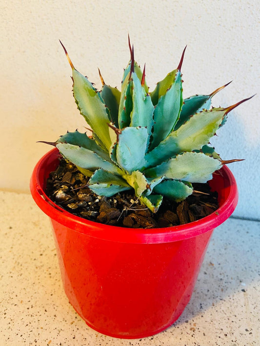 Agave Potatorum Cv.Cubic Agavaceae 130mm