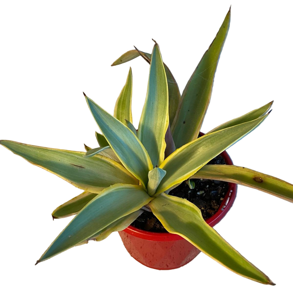 Agave Galactic Traveller
