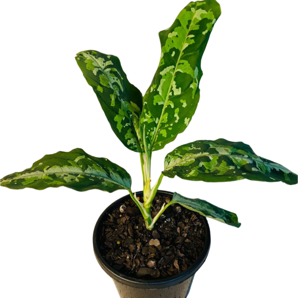 aglaonema pictum tricolor for sale from japan Buy Aglaonema Pictum Tricolour