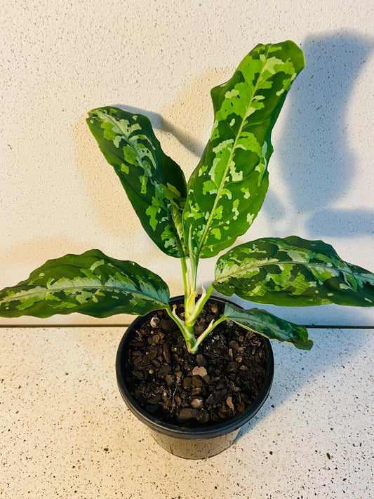 Aglaonema Pictum Tricolour 140mm