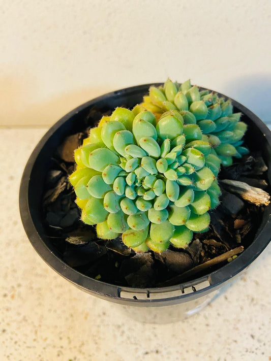 Echeveria Rundelli 130mm
