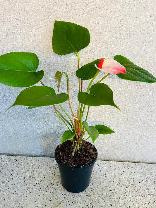 Anthurium Princess Amalia Elegance 100mm pot size plant- with pot