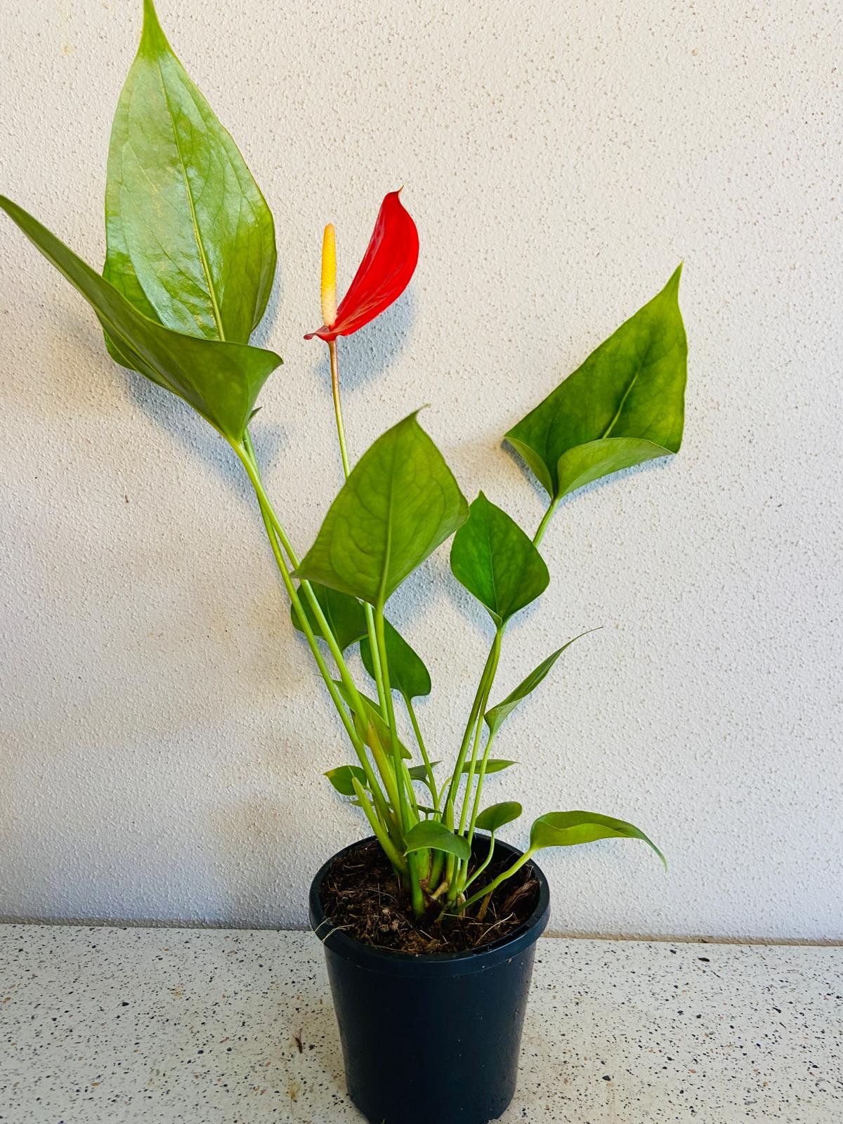 Anthurium Red Victory 190mm