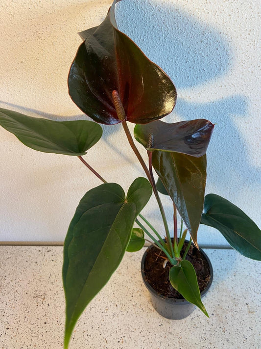 Anthurium Constancia (Brown) 100mm pot size plant- with pot