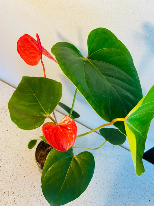 Anthurium Casanova 190mm
