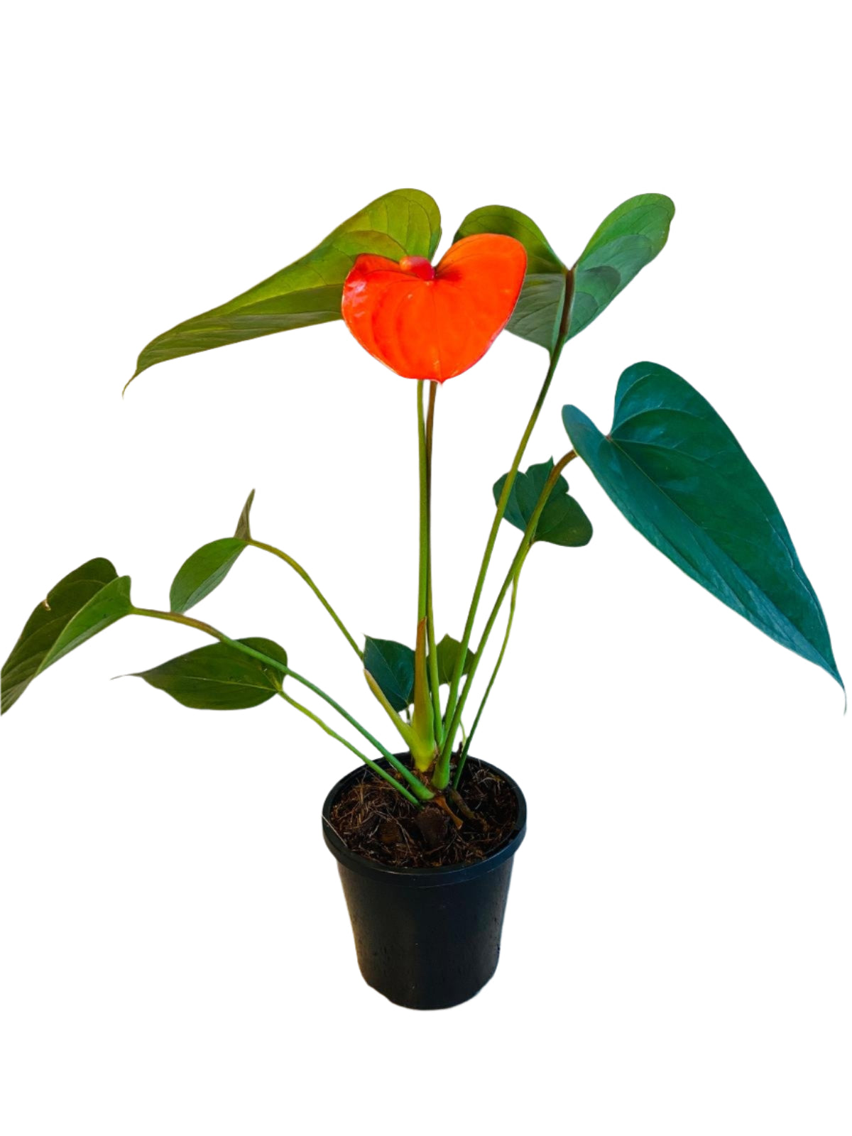 anthurium bugatti royale Buy Anthurium Bugati Royale
