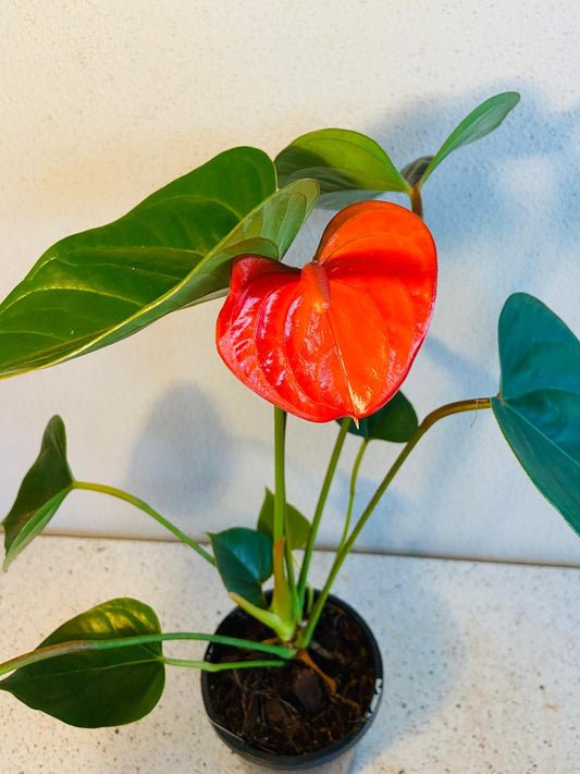 Anthurium Bugati Royale– Bold Luxury in Bloom